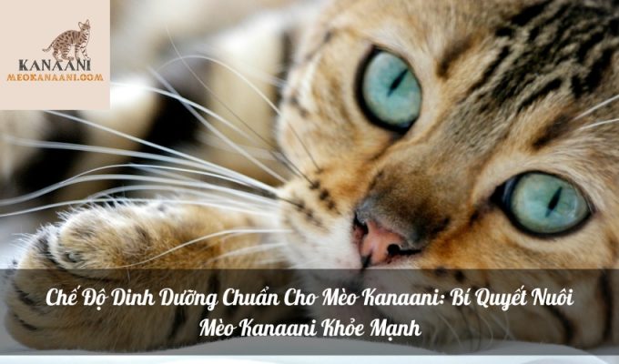 Chế Độ Dinh Dưỡng Chuẩn Cho Mèo Kanaani: Bí Quyết Nuôi Mèo Kanaani Khỏe Mạnh