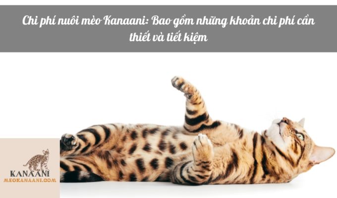 Chi phí nuôi mèo Kanaani: Bao gồm những khoản chi phí cần thiết và tiết kiệm