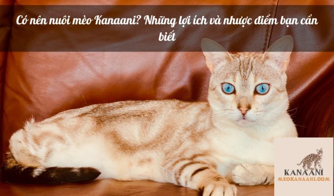 Có nên nuôi mèo Kanaani? Những lợi ích và nhược điểm bạn cần biết