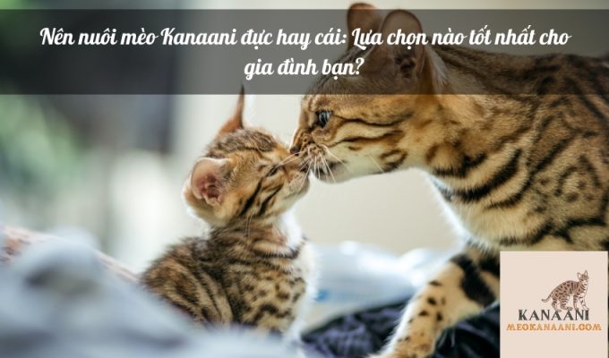 Nên nuôi mèo Kanaani đực hay cái: Lựa chọn nào tốt nhất cho gia đình bạn?