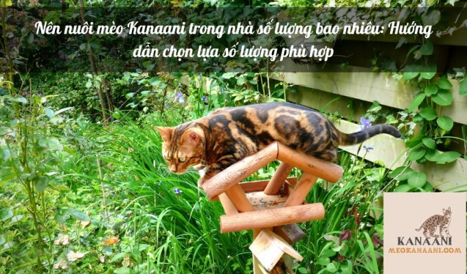 Nên nuôi mèo Kanaani trong nhà số lượng bao nhiêu: Hướng dẫn chọn lựa số lượng phù hợp