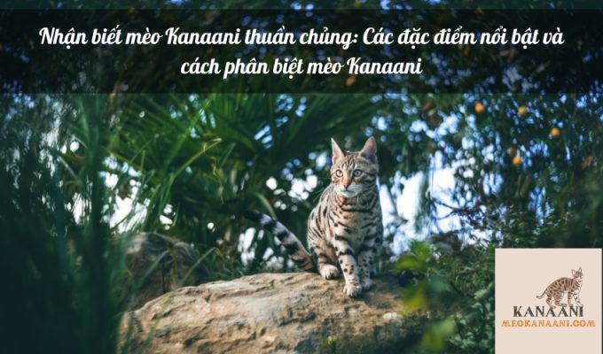 Nhận biết mèo Kanaani thuần chủng: Các đặc điểm nổi bật và cách phân biệt mèo Kanaani