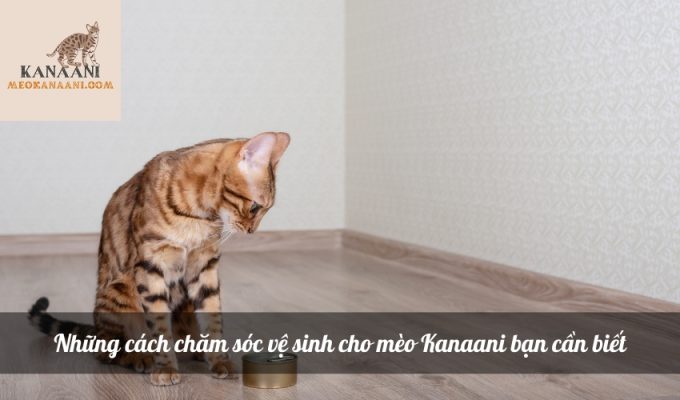 Những cách chăm sóc vệ sinh cho mèo Kanaani bạn cần biết