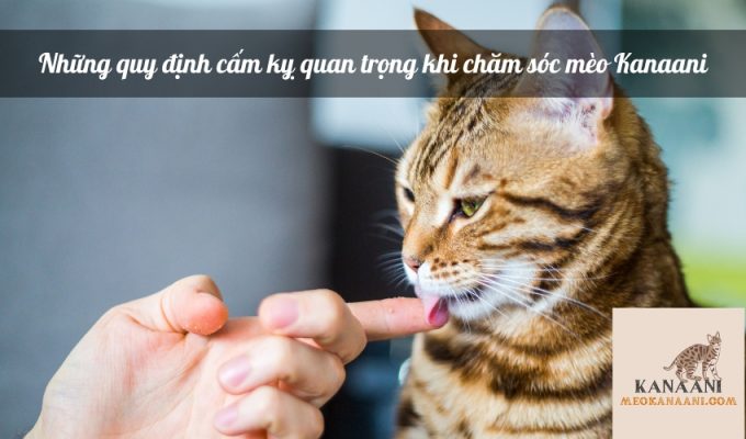 Những quy định cấm kỵ quan trọng khi chăm sóc mèo Kanaani