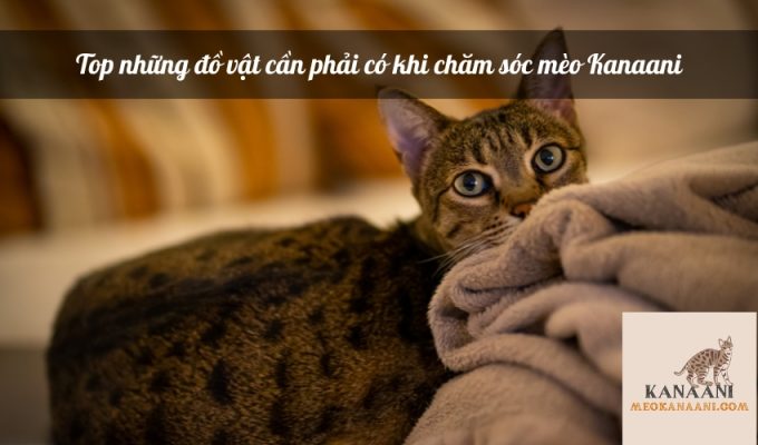 Top những đồ vật cần phải có khi chăm sóc mèo Kanaani