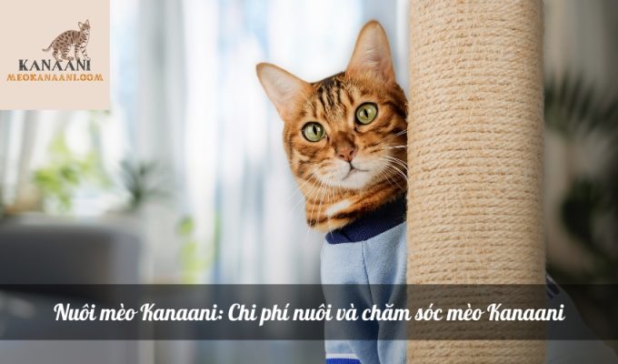 Nuôi mèo Kanaani: Chi phí nuôi và chăm sóc mèo Kanaani