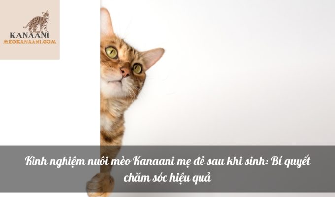 Kinh nghiệm nuôi mèo Kanaani mẹ đẻ sau khi sinh: Bí quyết chăm sóc hiệu quả