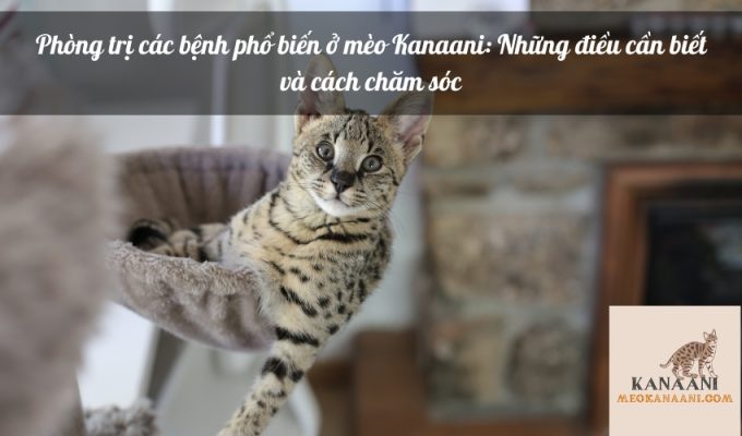 Phòng trị các bệnh phổ biến ở mèo Kanaani: Những điều cần biết và cách chăm sóc