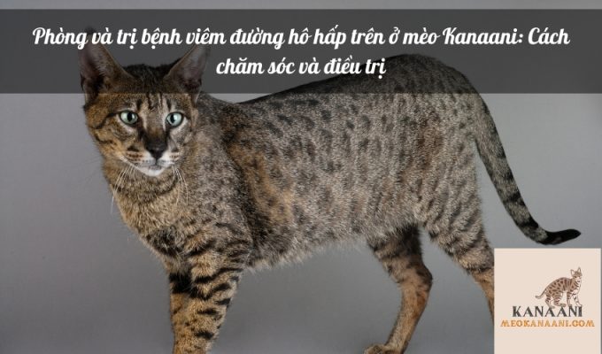 Phòng và trị bệnh viêm đường hô hấp trên ở mèo Kanaani: Cách chăm sóc và điều trị