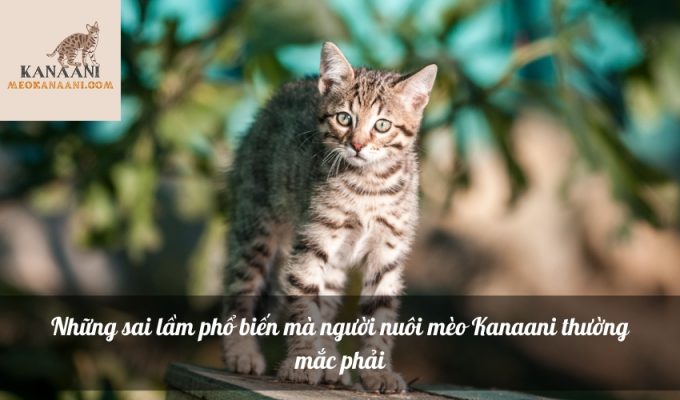 Những sai lầm phổ biến mà người nuôi mèo Kanaani thường mắc phải