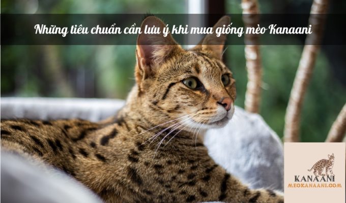 Những tiêu chuẩn cần lưu ý khi mua giống mèo Kanaani